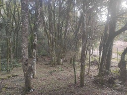 Lote/Terreno no bairro Ana Rech, em Caxias do Sul | Eu Corretor