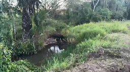 Fazenda/Sítios/Chácaras no bairro Área Rural de Cacoal, em Cacoal | Eu Corretor