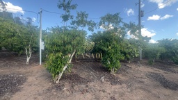 Fazenda/Sítios/Chácaras no bairro Área Rural de Cacoal, em Cacoal | Eu Corretor