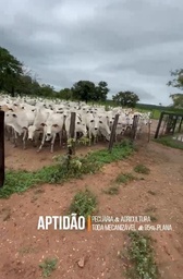 Fazenda/Sítios/Chácaras de 3m² no bairro REGIÃO SUL, em Chapada de Areia | Eu Corretor